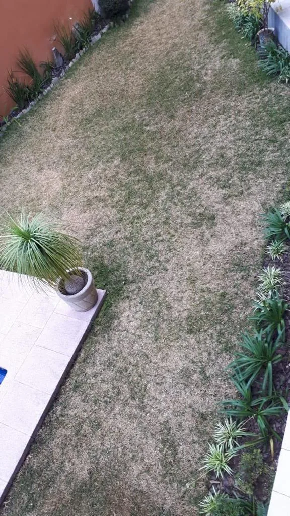 Patio con pasto seco y sin vigor