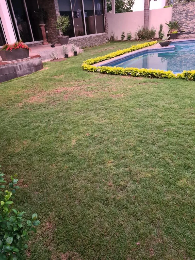 Césped verde denso en un jardín con alberca y arriates floridos