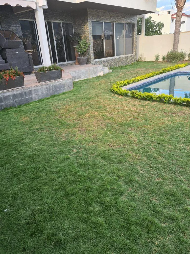 Césped verde intenso frente a la casa
